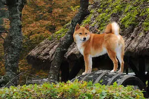 Shiba Inu